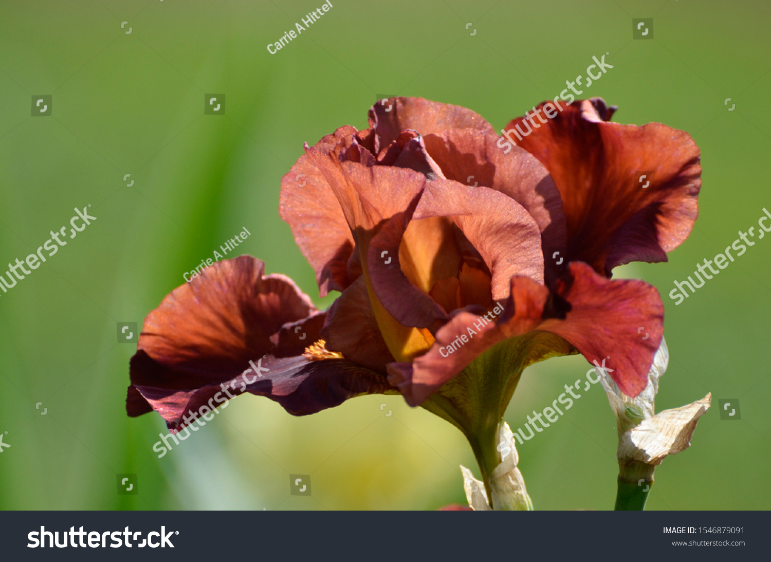 Flowers of Presby Memorial Iris Gardens in Montclair, NJ