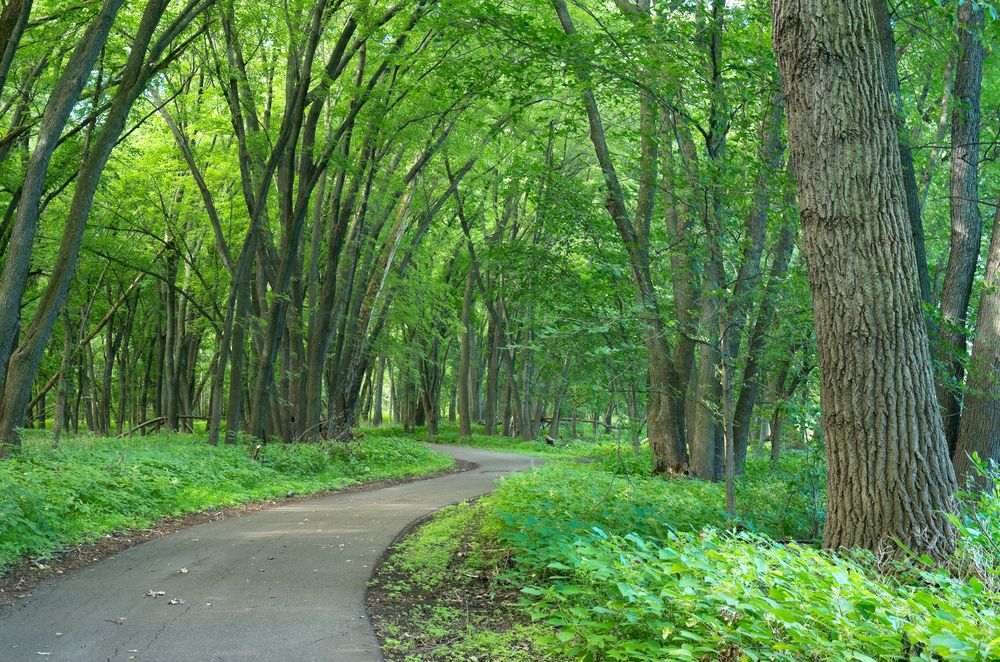 Tall trees along Crosby Farm Regional Park