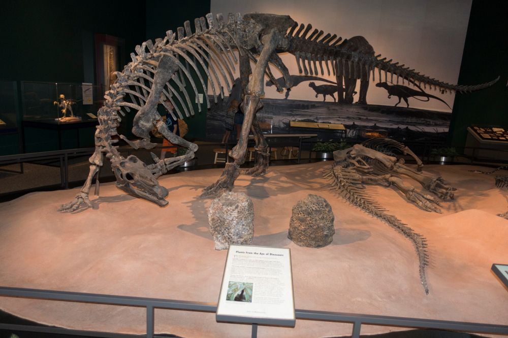 Skeleton exhibit in Science Museum of Minnesota
