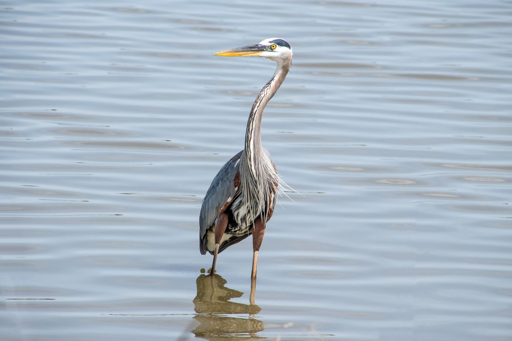 Great heron at Hagerman National Wildlife Refuge