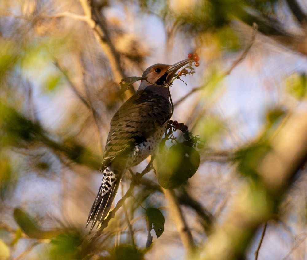 A bird at Hagerman National Wildlife Refuge