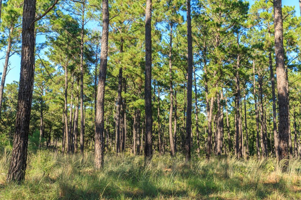 Tall trees at Lost Pines Forest