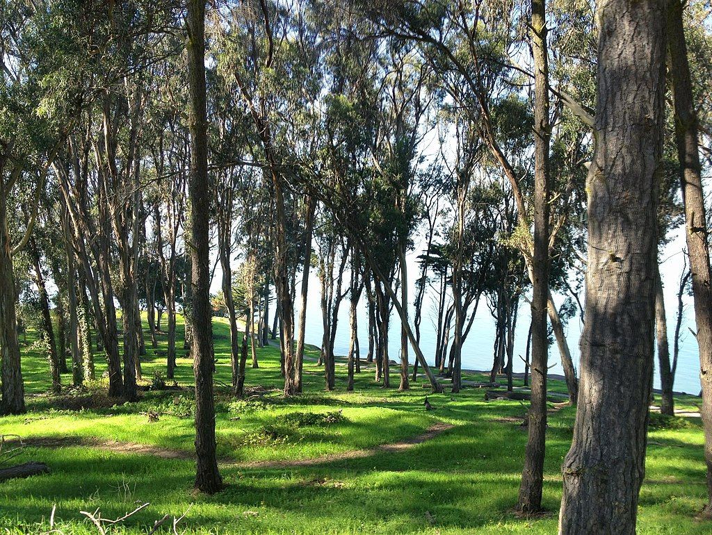 Tall trees at Coyote Point Park
