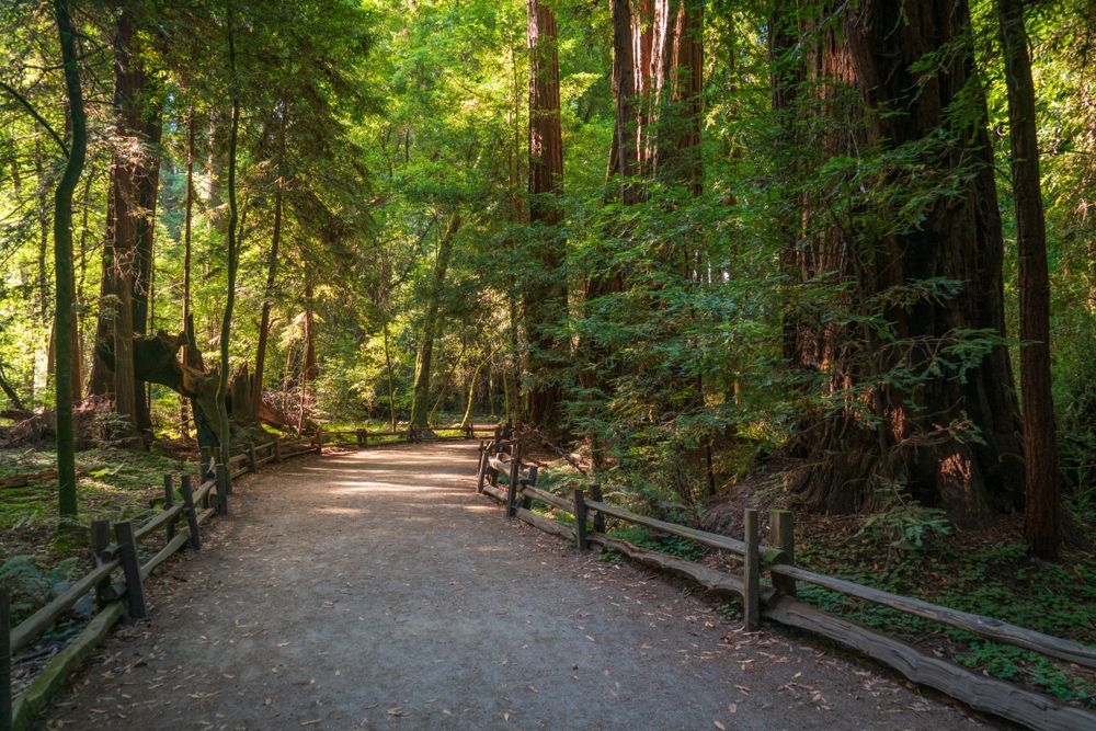 Trail at Henry Cowell Redwoods State Park