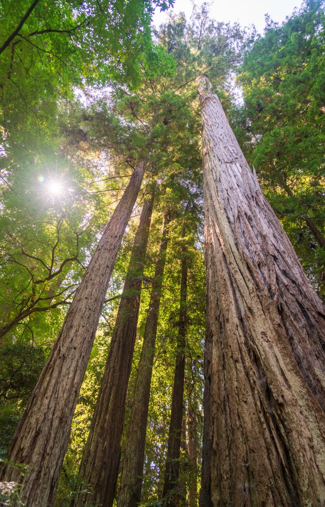 Tall trees at Henry Cowell Redwoods State Park