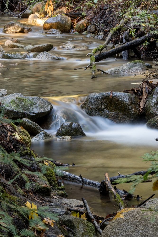 Creek at Henry Cowell Redwoods State Park