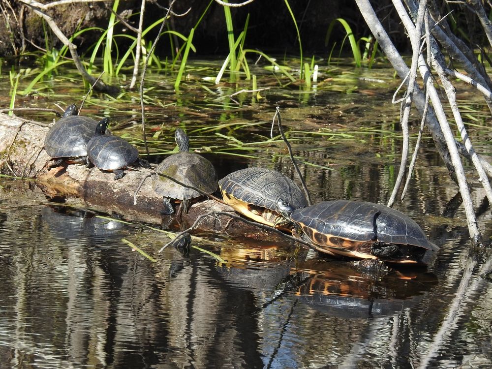 Turtles on a log at Great Dismal Swamp National Wildlife Refuge