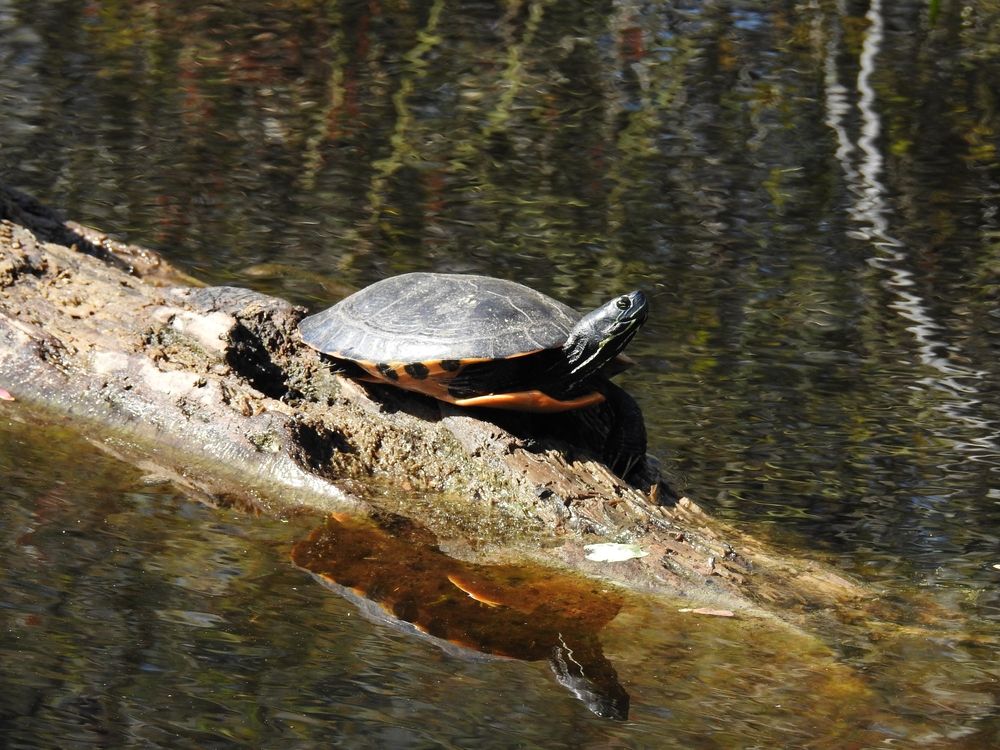 A turtle at Great Dismal Swamp National Wildlife Refuge
