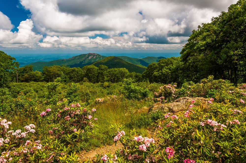 Gorgeous flora of Shenandoah National Park