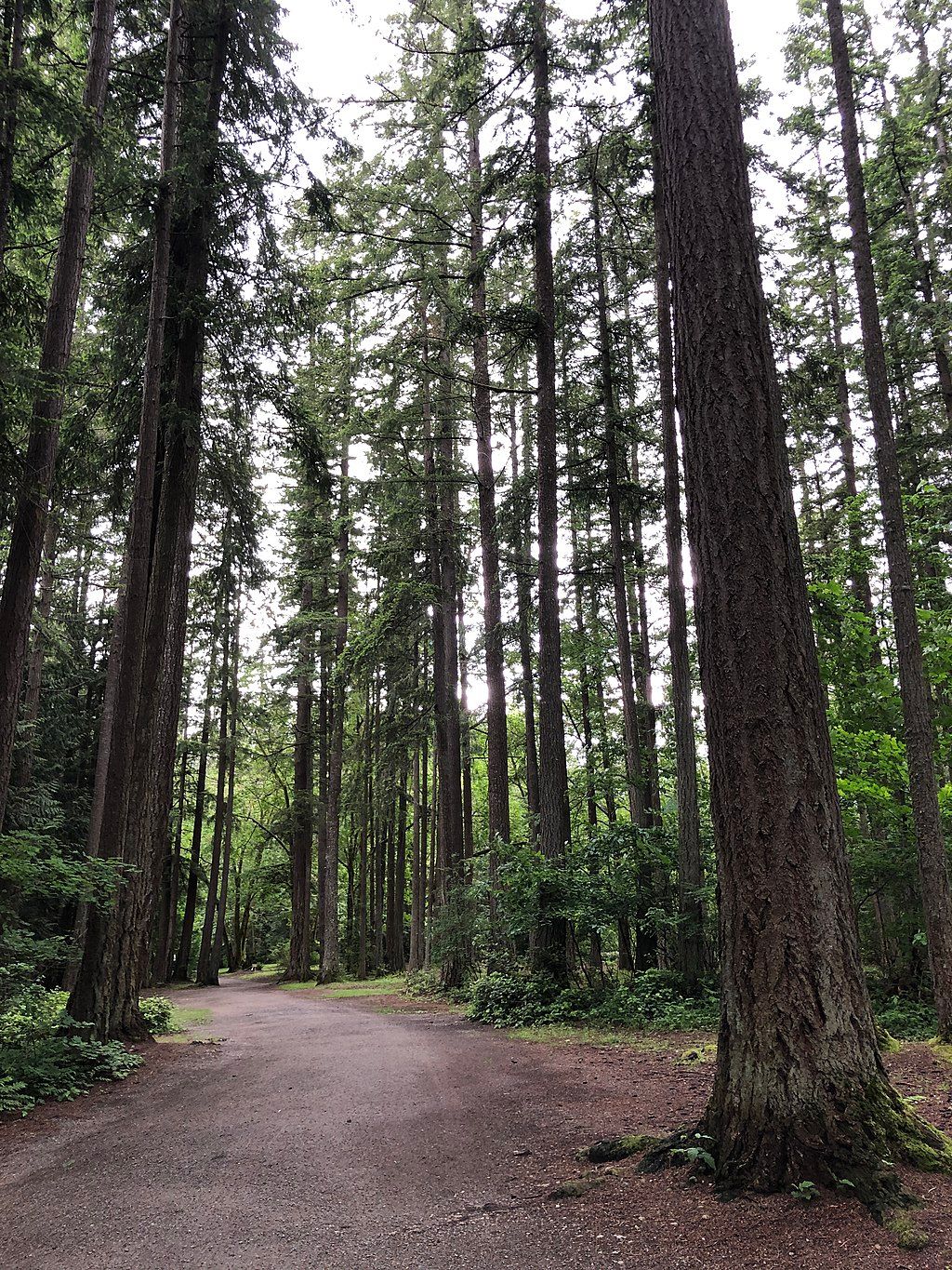 Trail lined with trees at Beaver Lake Park