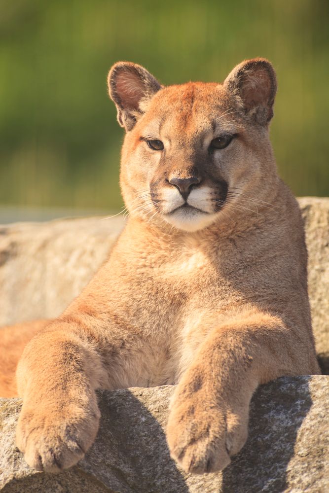 A young puma at Cougar Mountain Zoo