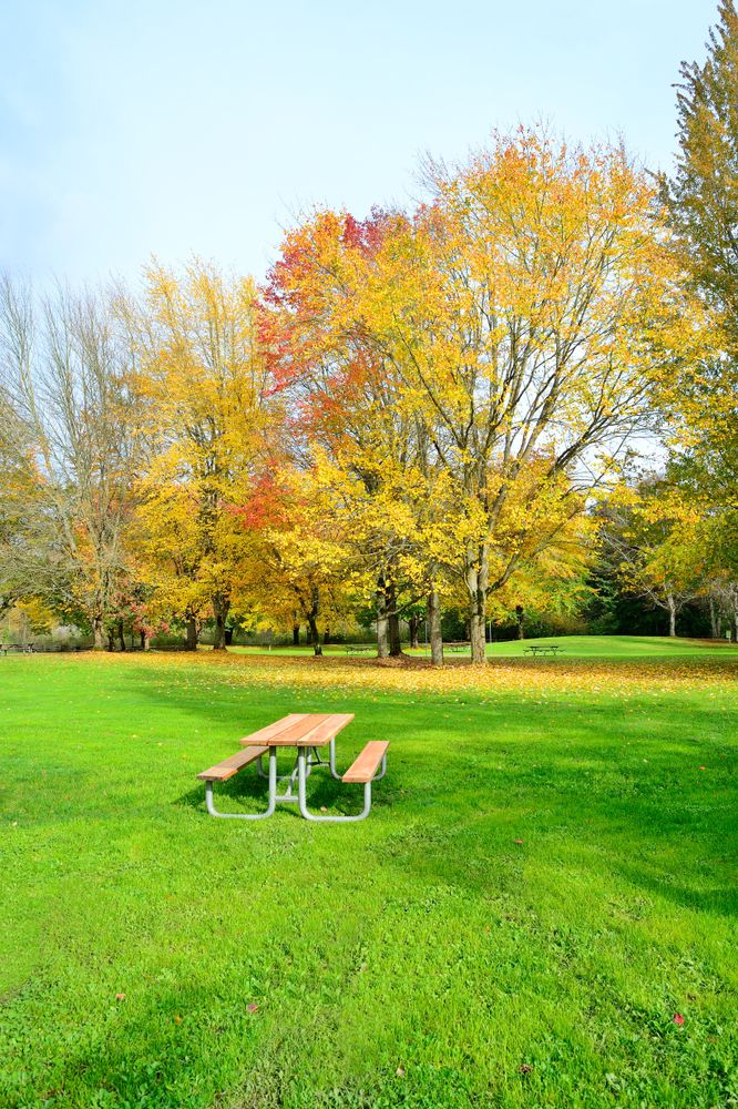 Picnic table at Lake Sammamish State Park