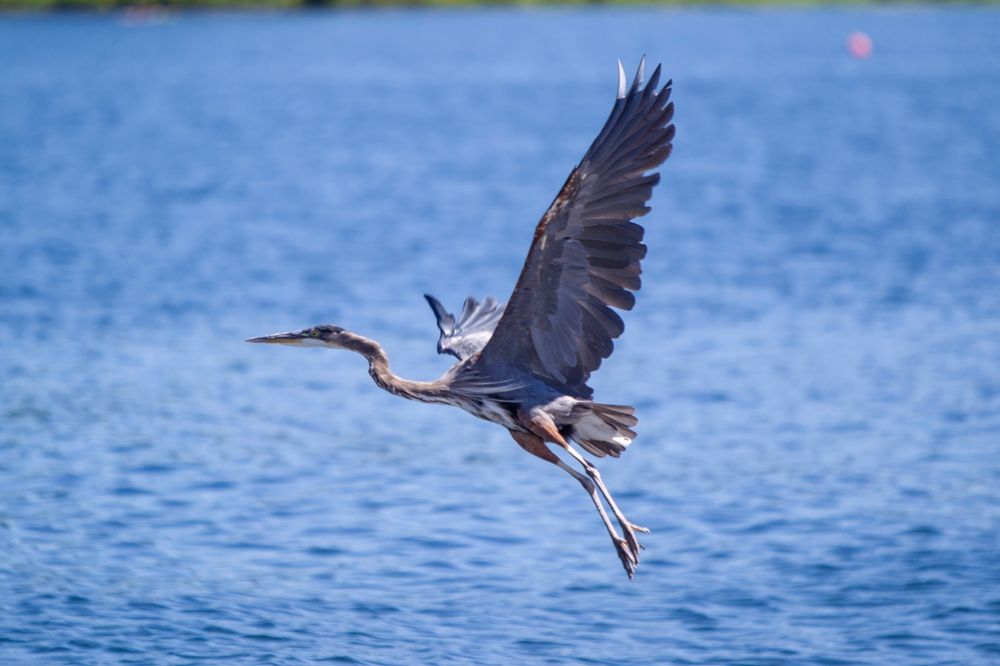 Great heron flying over the Majestic Lake Sammamish