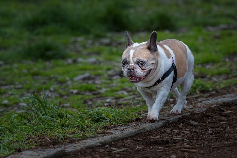 A french bulldog at Marymoor Park