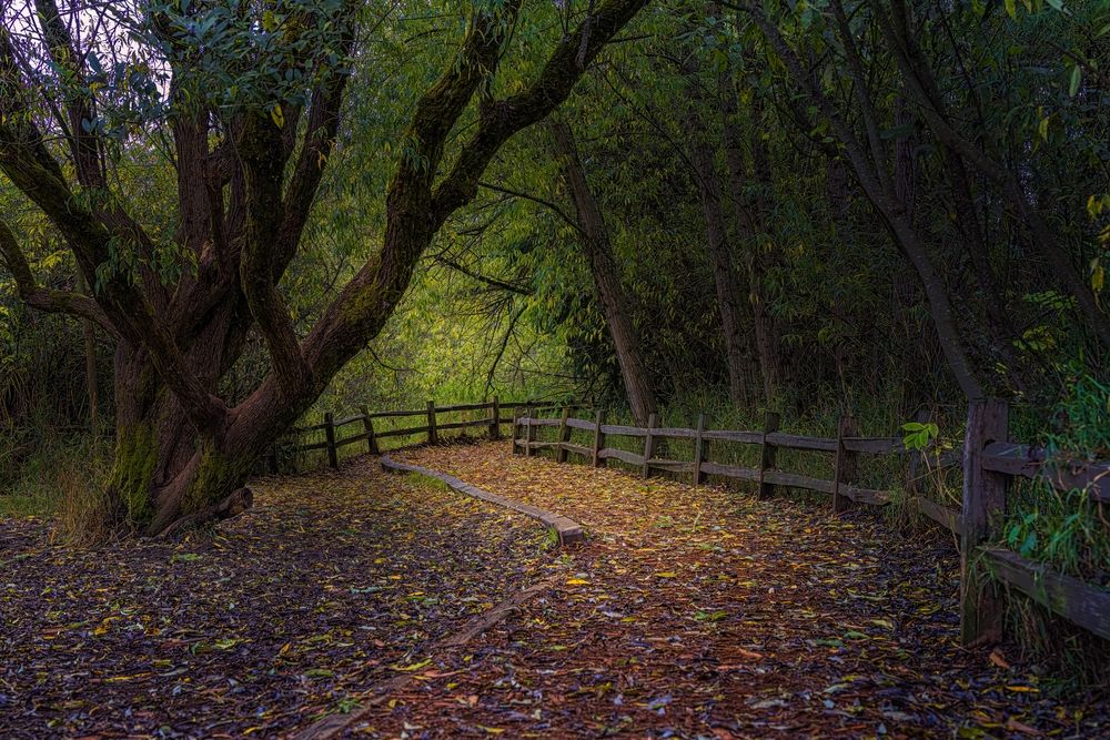Trail with foliage at Marymoor Park