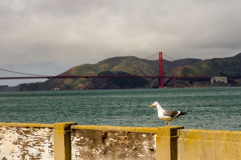 A Bird in Aquatic Park Cove