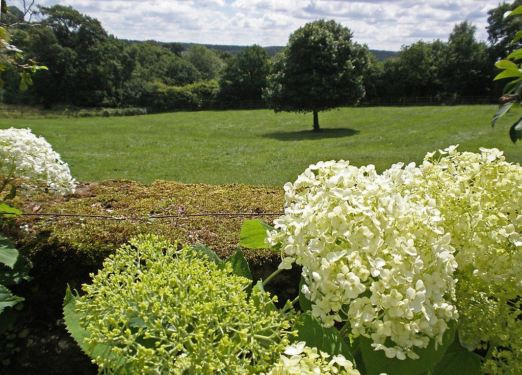 Beautiful flowers at Felley Priory Garden