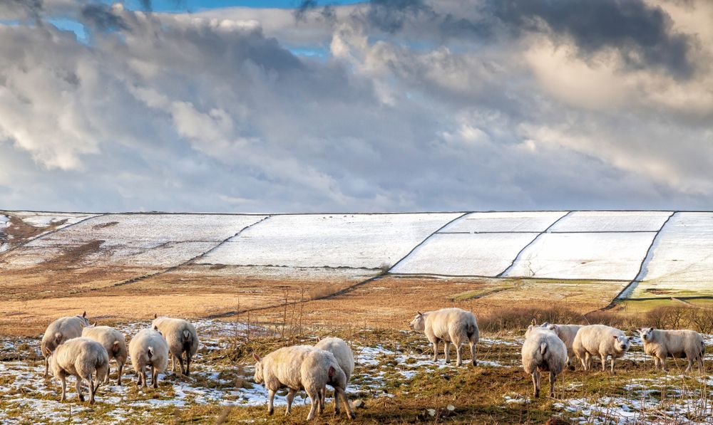 Flock of sheep at Peak District National Park
