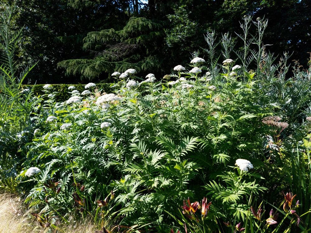 Plant bed at Wentworth Woodhouse