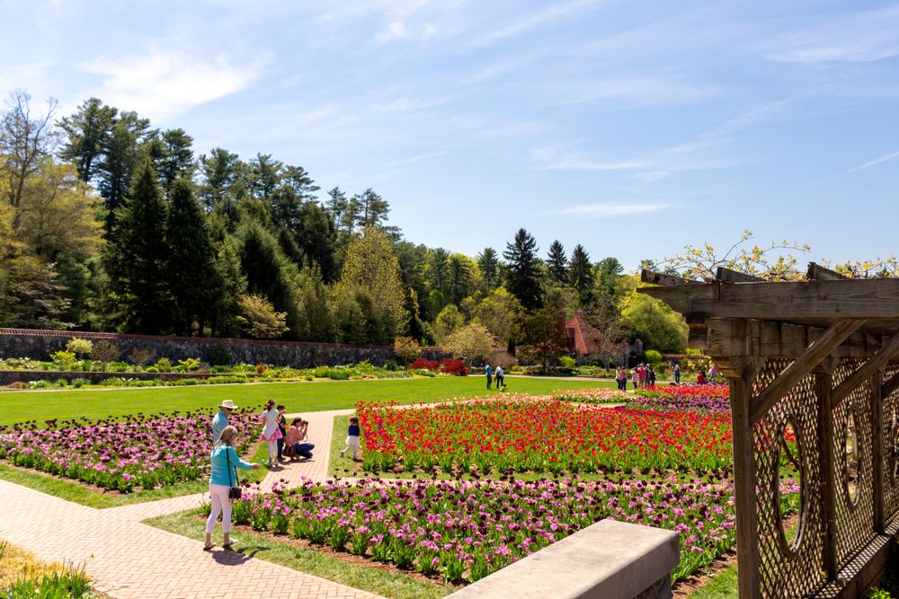 Beautiful tulips at Biltmore Estate's garden
