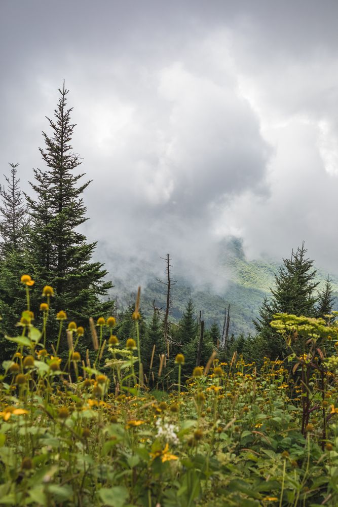 Wildflowers at Great Smoky Mountains National Park