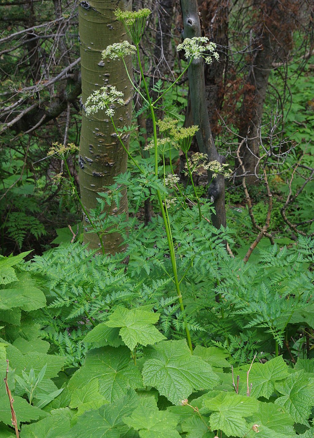 Plants at Columbine-Hondo Wilderness Study Area