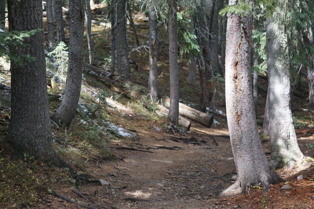 Trees framing Williams Lake Trail