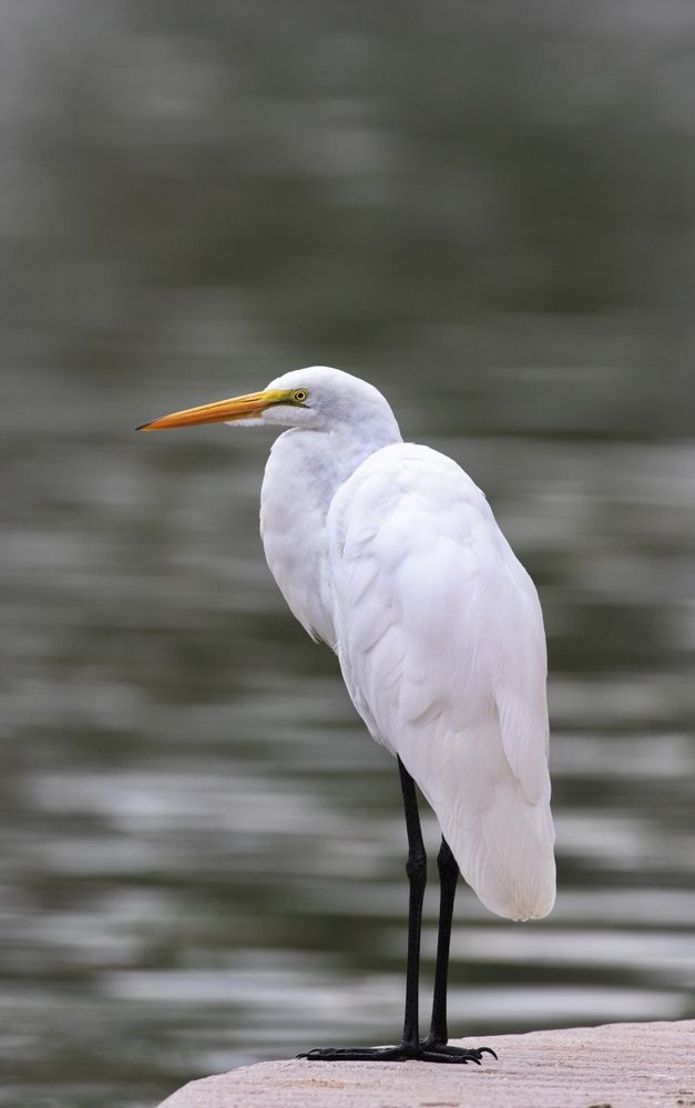 Great egret at Gene C. Reid Park