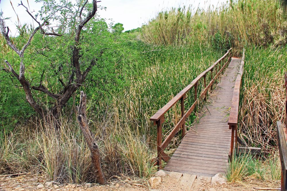 Boardwalk trail in Las Lagunas de Anza
