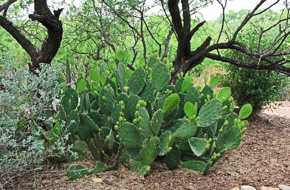 Cactus along Las Lagunas de Anza