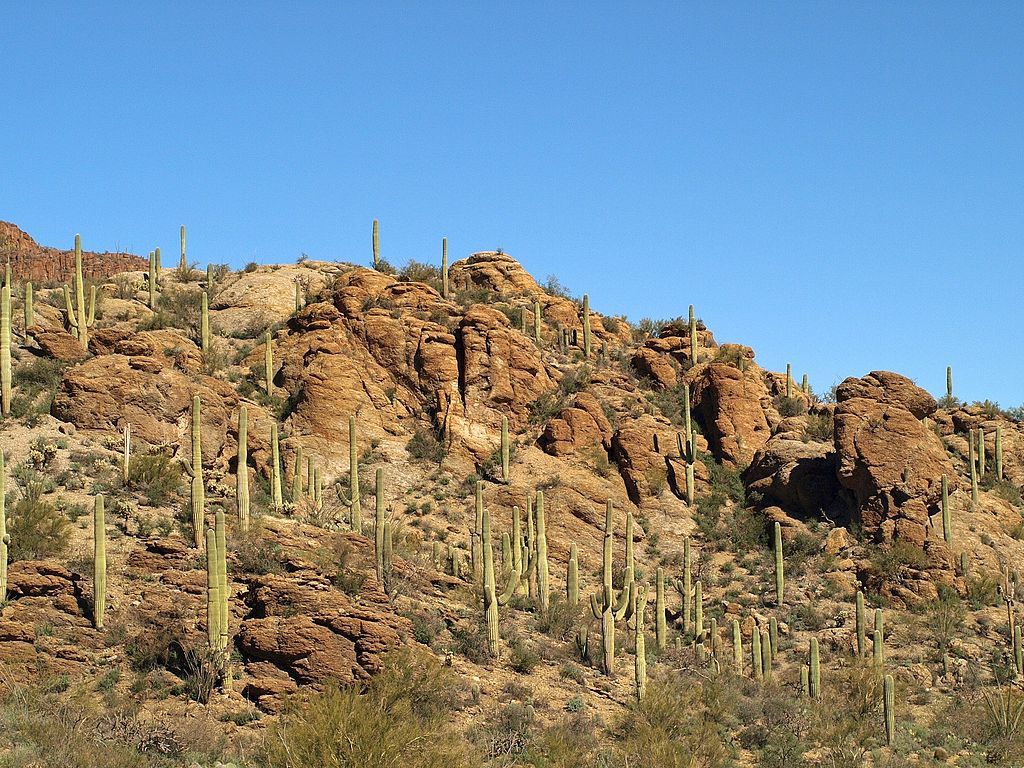 Cacti at Tucson Mountain Park