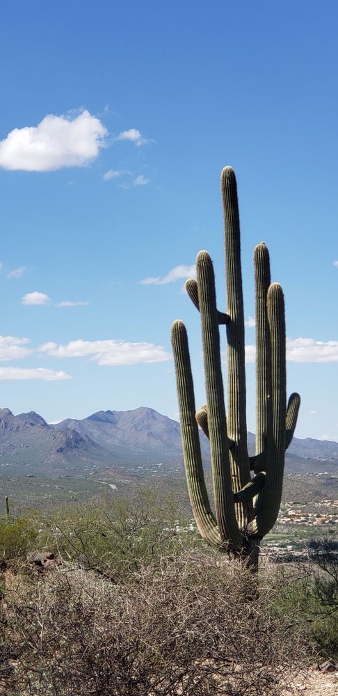 A tall cactus at Tumamoc Hill