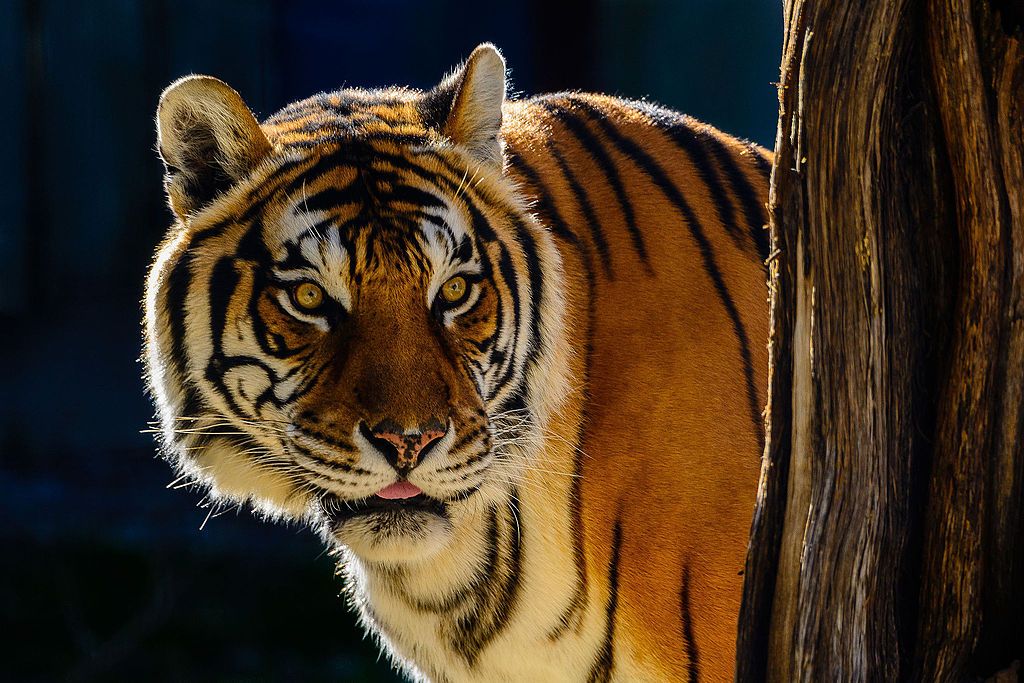 A tiger at Austin Zoo