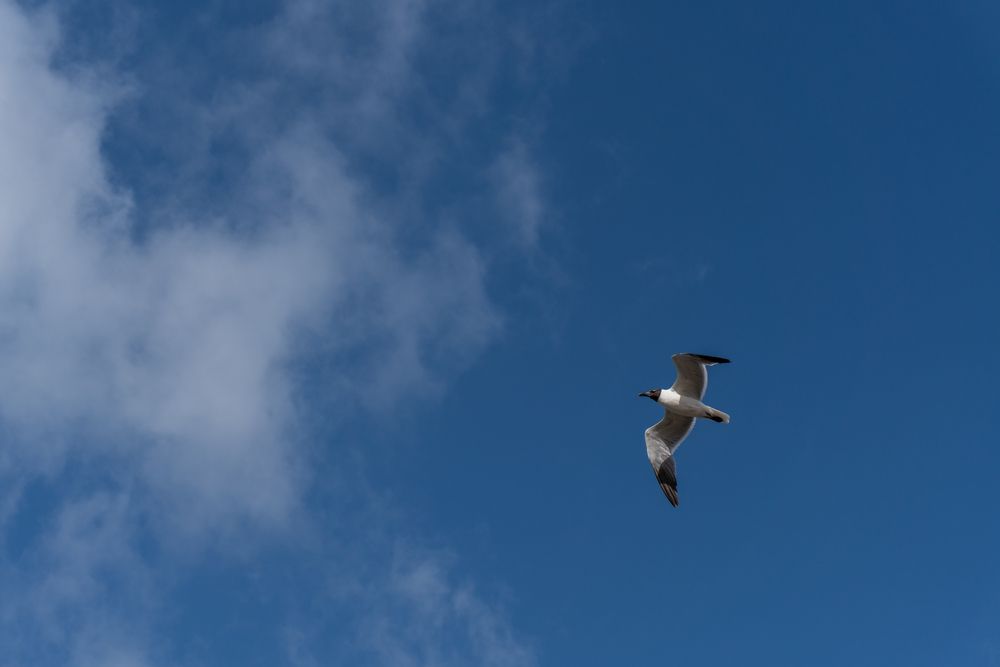 A bird flying over Dike Beach