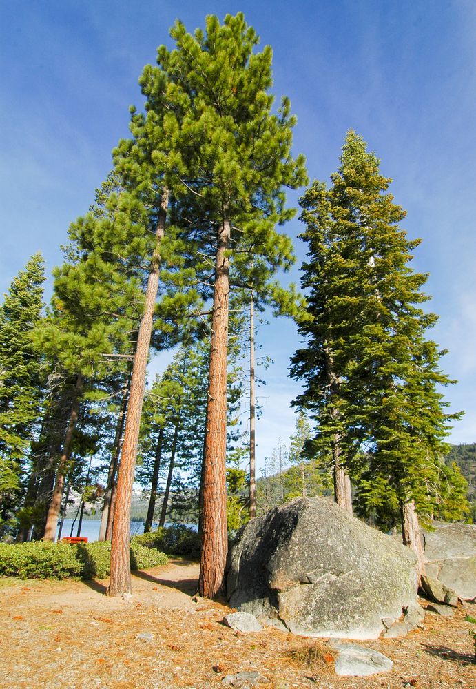Tall trees and big boulders at Donner Memorial State Park