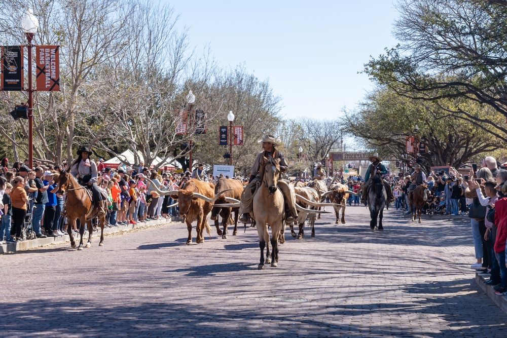 Cattle drive at Fort Worth Stockyards National Historic District