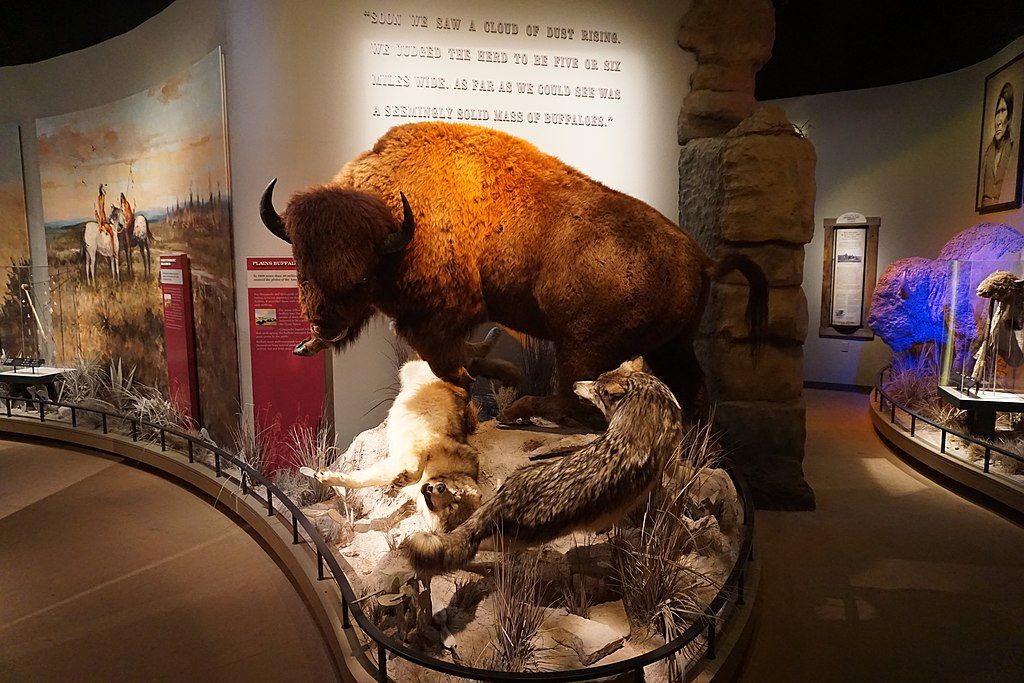 Animal exhibit in the Frontier Texas! Museum