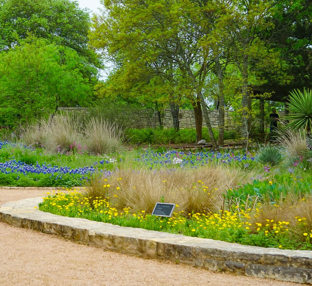Flora at Lady Bird Johnson Wildflower Center