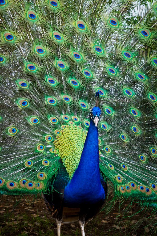 A peacock at Mayfield Park