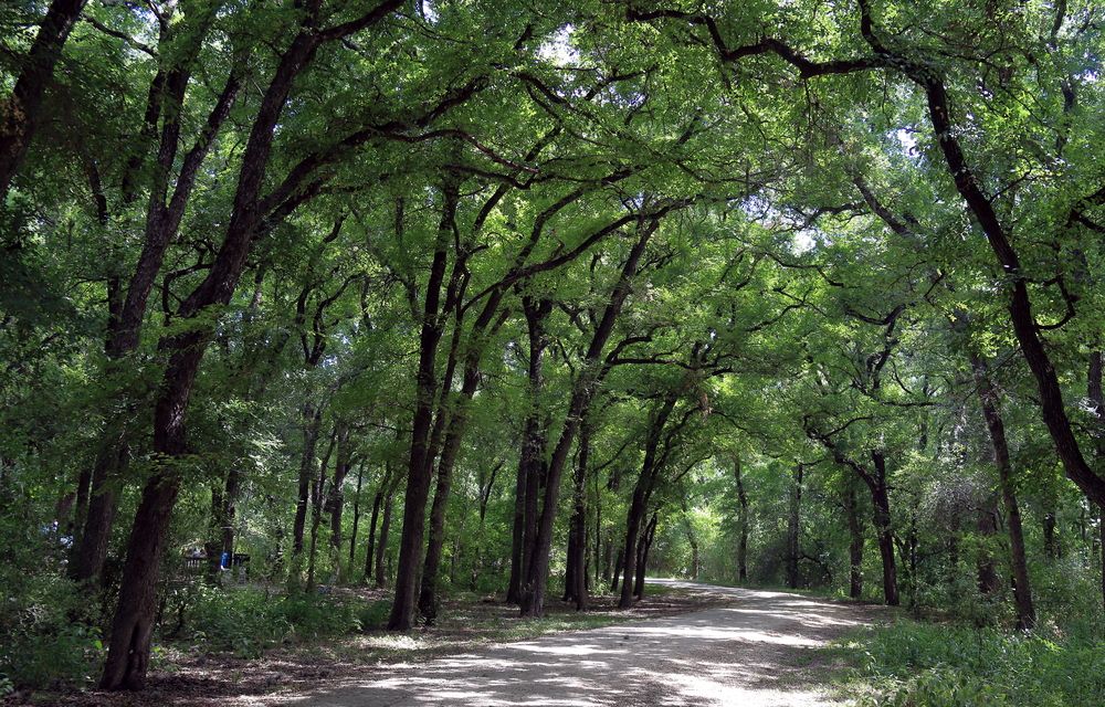 Trail lined with trees at Mayfield Park