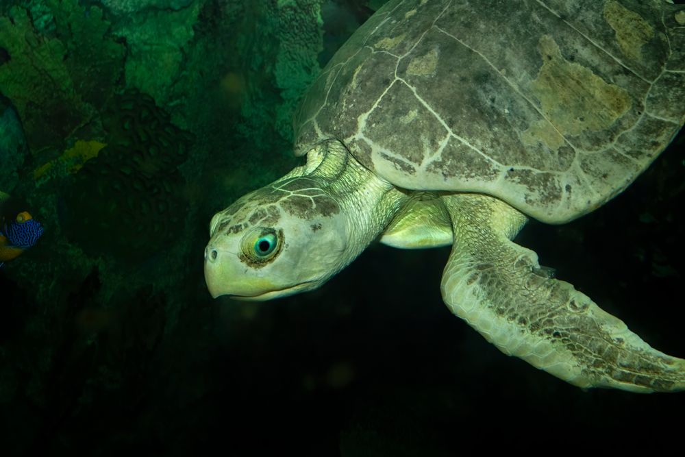 A sea turtle at Moody Gardens