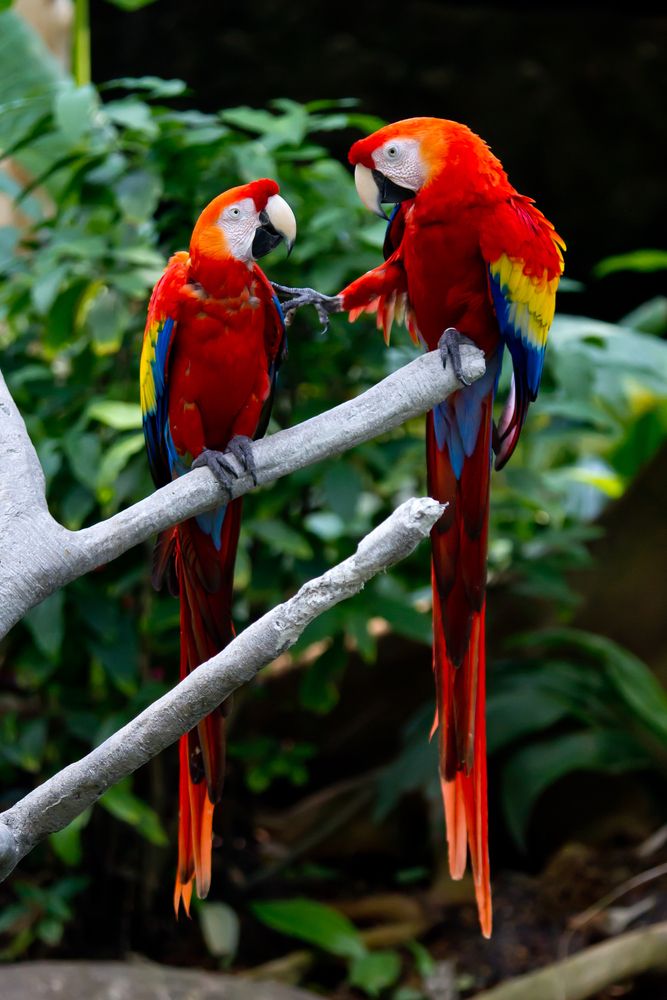 Macaws at Moody Gardens