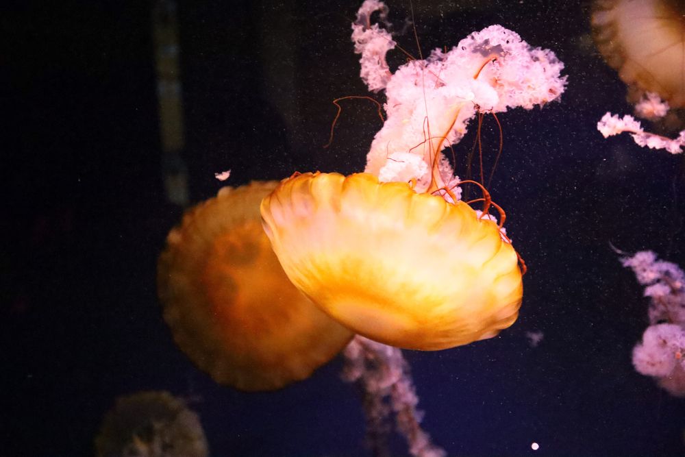 Jellyfish in Oklahoma Aquarium