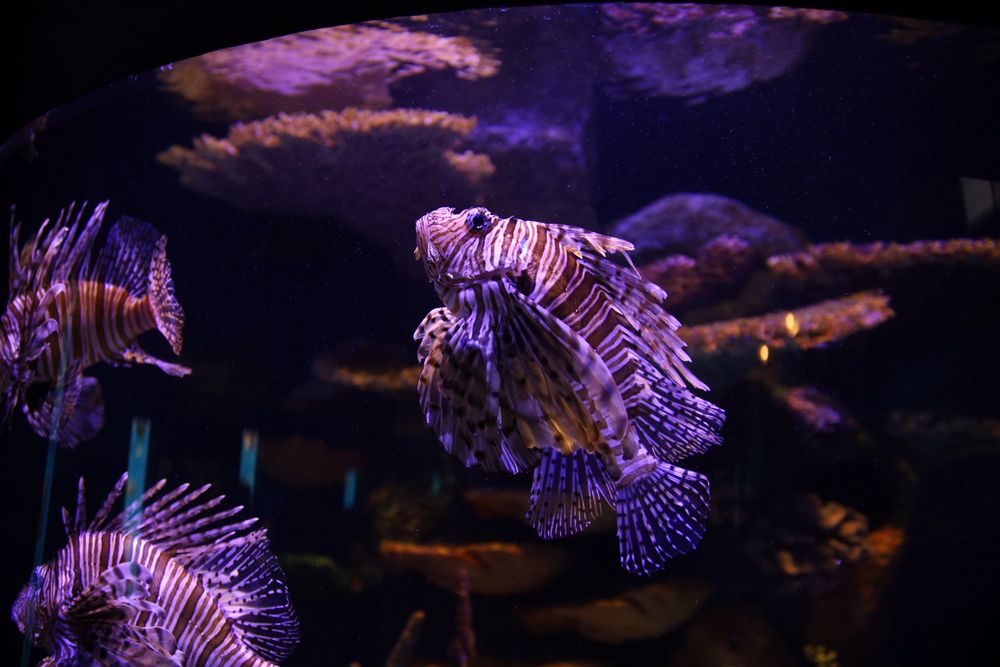 Fish in Oklahoma Aquarium