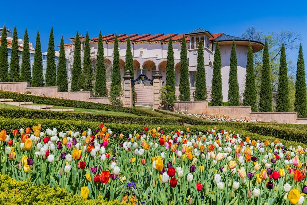 Beautiful tulips at the Philbrook Museum of Art