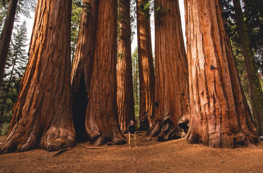 Giant trees at Sequoia National Park