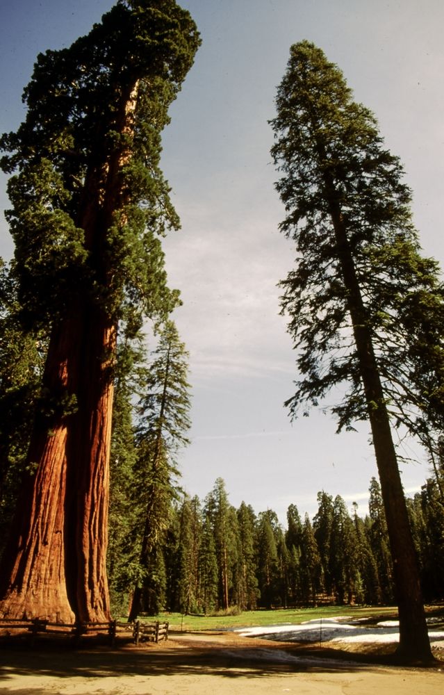 Trail at Sequoia National Park