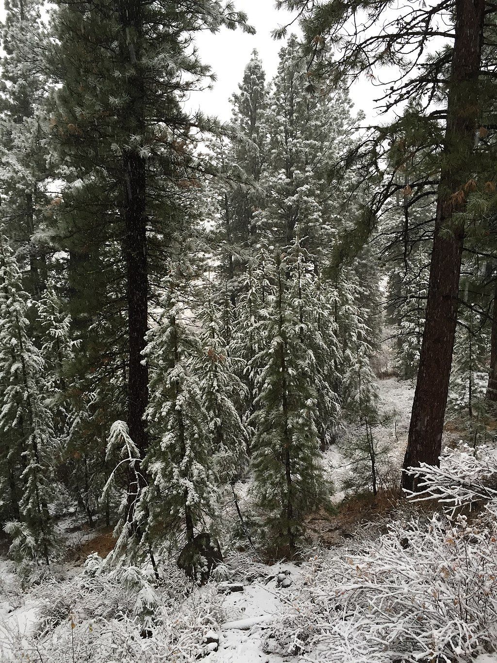 Snow-covered trees along Truckee River Legacy Trail