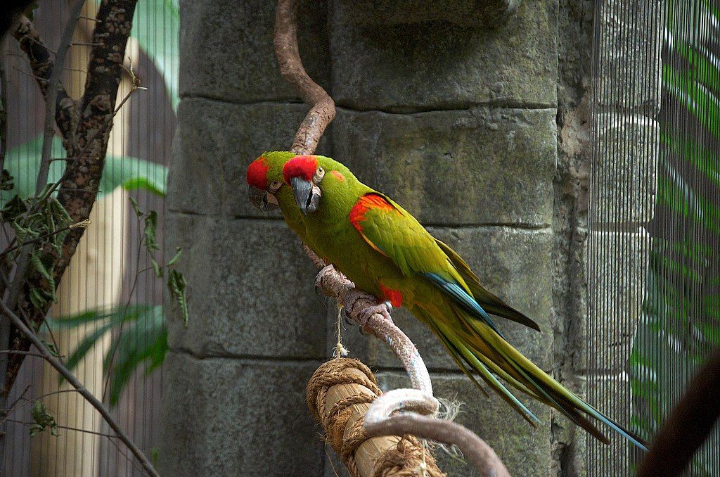 Macaws at Tulsa Zoo