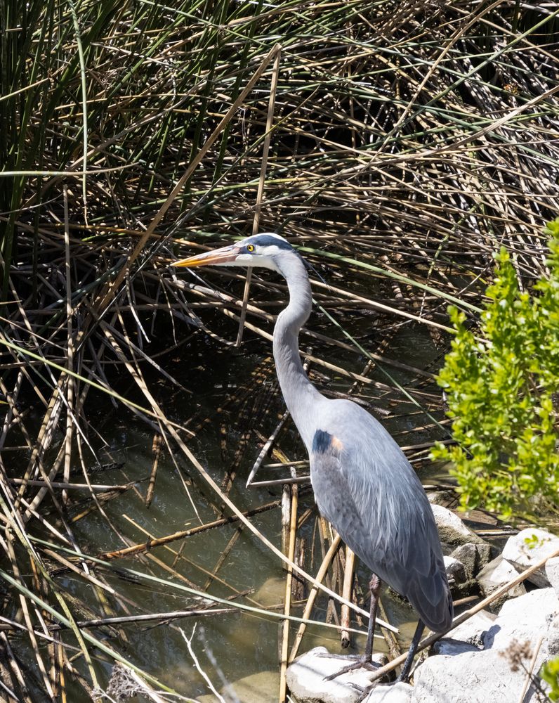 A heron at San Joaquin Wildlife Sanctuary